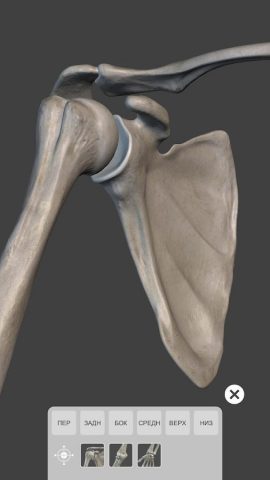 Скелет | 3D Анатомии для Android — скриншот 4