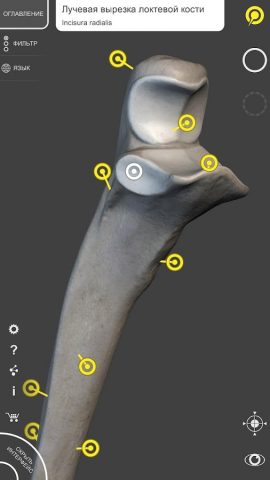 Скелет | 3D Анатомии для Android — скриншот 5