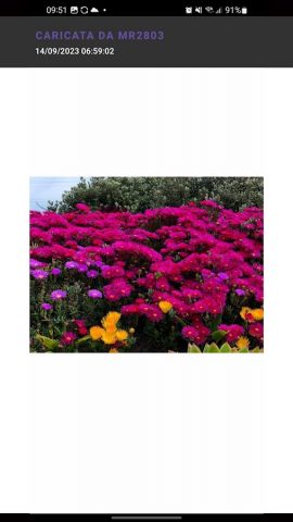 Wedding для Android — скриншот 5