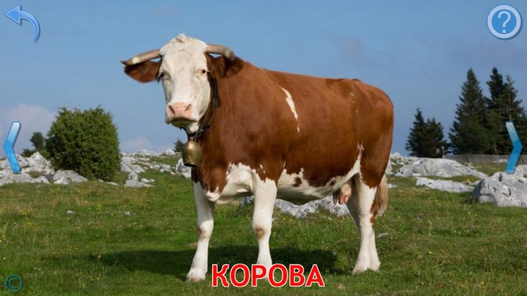 Животные для Малышей для Android — скриншот 3