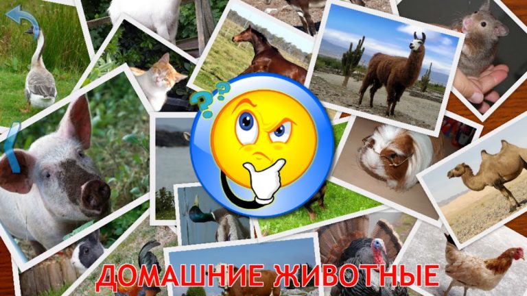 Животные для Малышей для Android — скриншот 5