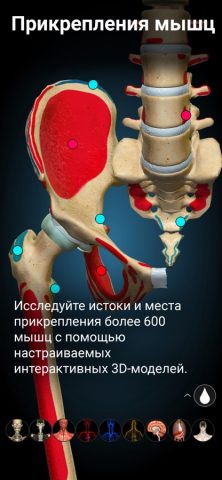 Anatomy Learning — 3D анатомия для iOS — скриншот 4