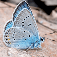 Бабочки для iOS