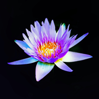 Black Wallpapers HD 4K для iOS