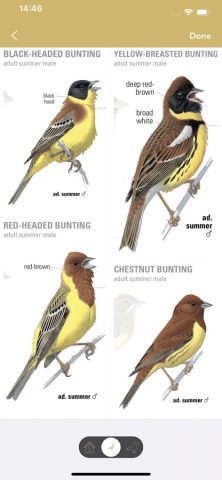Collins Bird Guide для iOS — скриншот 4