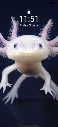 Cute Axolotl — Wallpapers. для iOS — скриншот 2