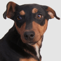 Dog Sounds — Collection для iOS