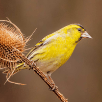 Экогид — Голоса птиц для iOS