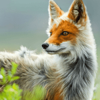 Экогид — Звери для iOS