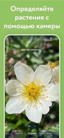 Flora Incognita для iOS — скриншот 2