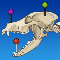 IMAIOS vet-Anatomy для iOS