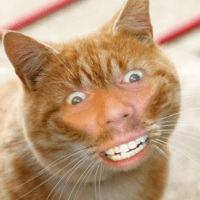 Kошка Mеня (Cat Me!) для iOS