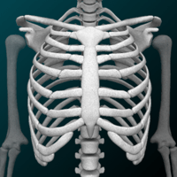 Bones 3D (Anatomy) для iOS