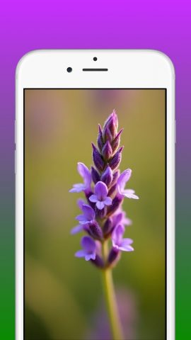 Lavender Wallpapers 4K для Android — скриншот 1