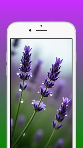Lavender Wallpapers 4K для Android — скриншот 2