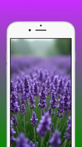 Lavender Wallpapers 4K для Android — скриншот 3