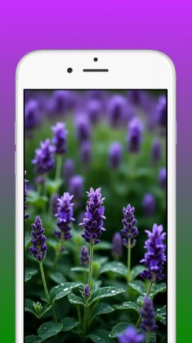 Lavender Wallpapers 4K для Android — скриншот 4