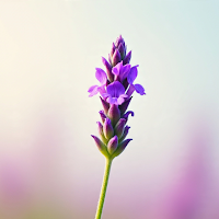 Lavender Wallpapers 4K для Android