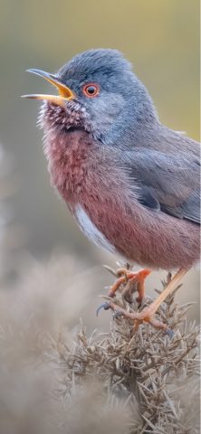 Merlin Bird ID by Cornell Lab для iOS — скриншот 1