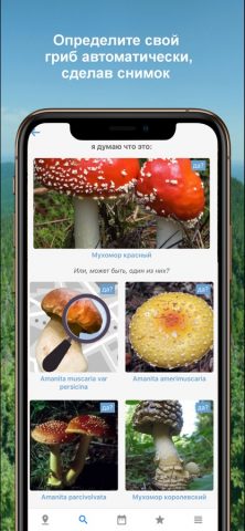 Mushroom Identificator гриб для iOS — скриншот 1