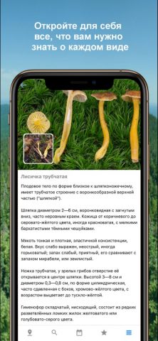 Mushroom Identificator гриб для iOS — скриншот 2