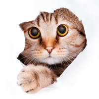 Найди кота! для iOS