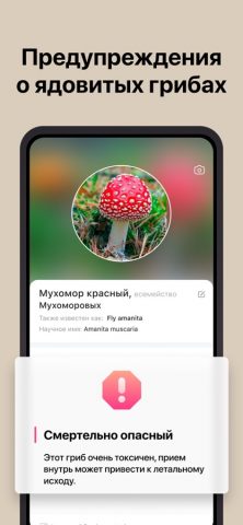 Picture Mushroom — гриб для iOS — скриншот 3