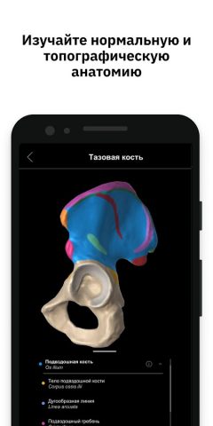 Pirogov Anatomy для Android — скриншот 2