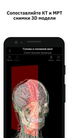 Pirogov Anatomy для Android — скриншот 4