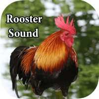 Rooster Sound – Rooster Crowing Sound для iOS