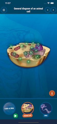 The Human Body для Android — скриншот 3