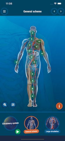 The Human Body для Android — скриншот 4