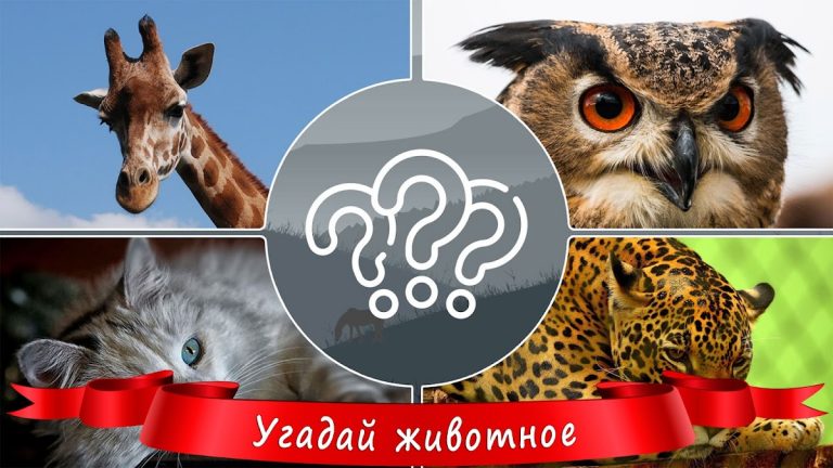 Угадай Животное для Android — скриншот 1
