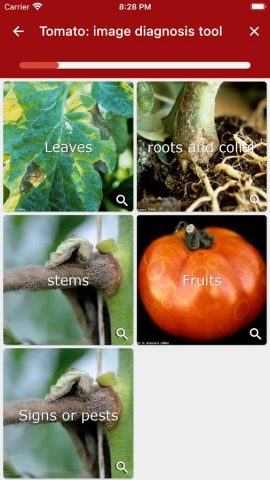 Vegetable для Android — скриншот 5