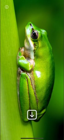 WLPPR — Крутые обои на iPhone для iOS — скриншот 2