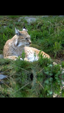 Звуки Леса для iOS — скриншот 3