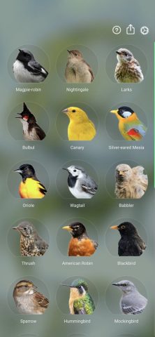 Звуки птиц: Bird Sounds для iOS — скриншот 1