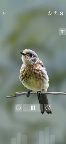 Звуки птиц: Bird Sounds для iOS — скриншот 2