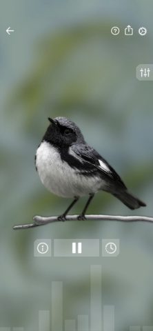 Звуки птиц: Bird Sounds для iOS — скриншот 3