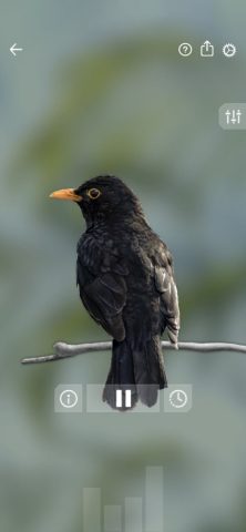 Звуки птиц: Bird Sounds для iOS — скриншот 4