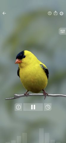Звуки птиц: Bird Sounds для iOS — скриншот 5