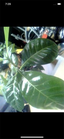 inskam для iOS — скриншот 2