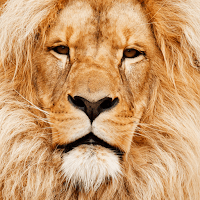 160+ Звуки животных для Android