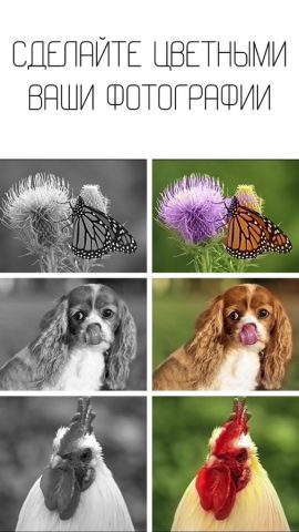 Colorize — Нейронная Сеть для iOS — скриншот 3
