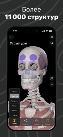Easy Anatomy 3D для iOS — скриншот 2