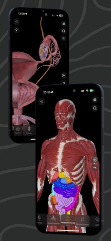 Easy Anatomy 3D для iOS — скриншот 3
