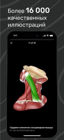 Easy Anatomy 3D для iOS — скриншот 4