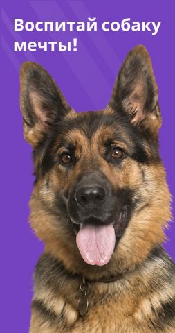 GoDog — Дрессировка собак для Android — скриншот 1