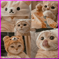 Милые Обои С Котиками для Android