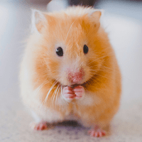 Обои с Хомячками для Android